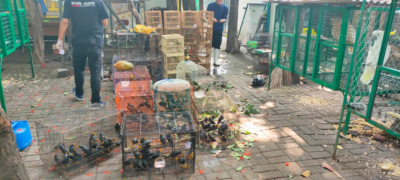 Biarkan Aku Bebas di Aalam, Karena Aku Berperan Dalam Kehidupan Dan Keseimbangan Ekosistem