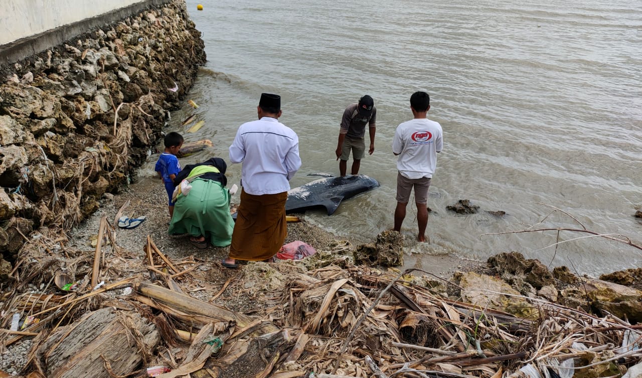 Paus Pilot Terdampar di Pantai Madura
