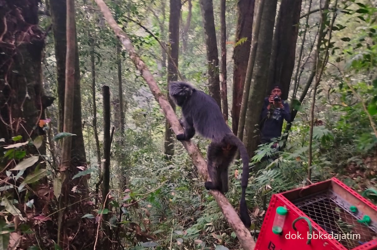 Kembali, 3 Ekor Lutung Jawa Berhasil Dilepasliarkan