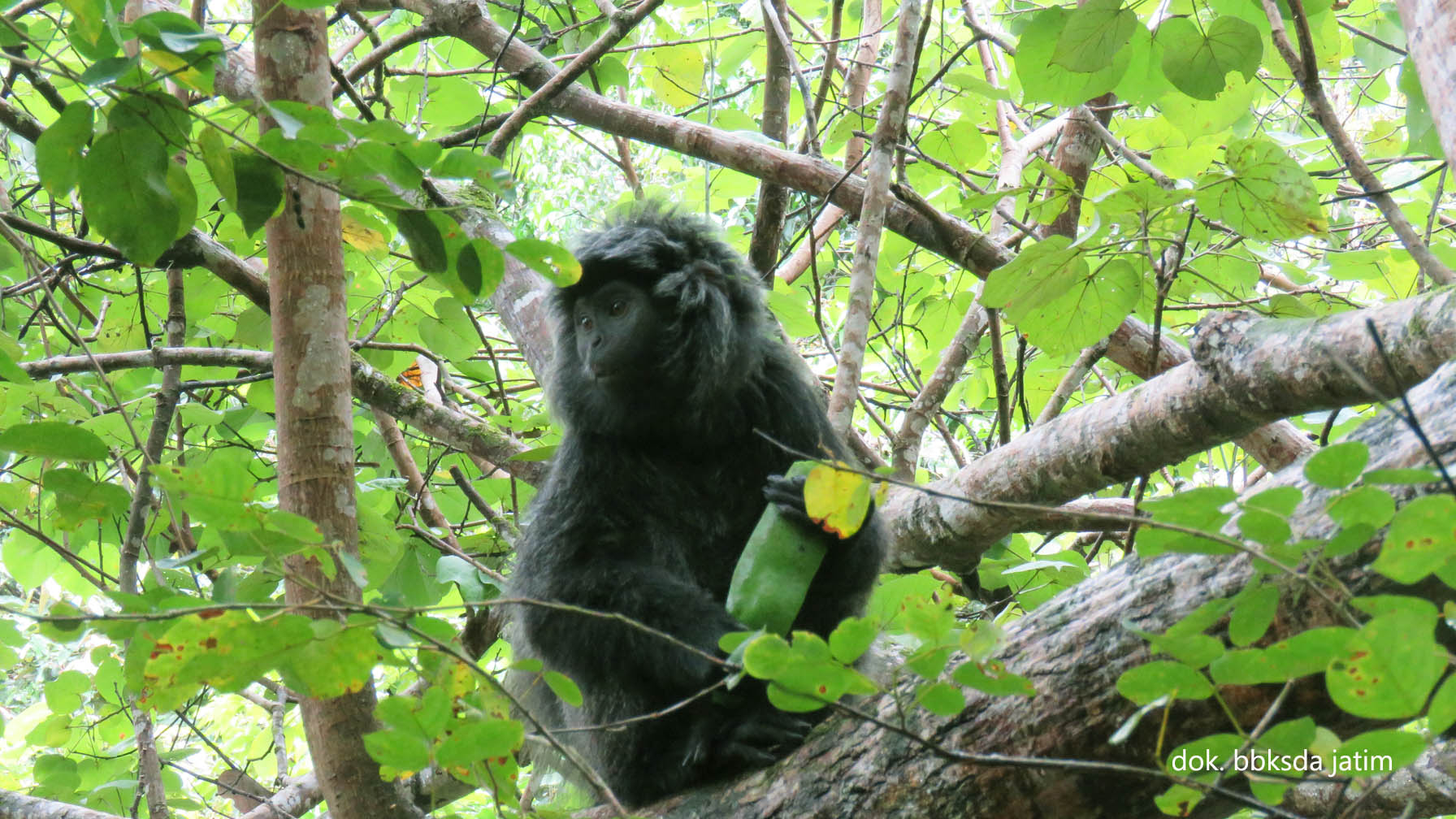 Menyongsong HKAN, BBKSDA Jatim Lepasliarkan Lutung Jawa
