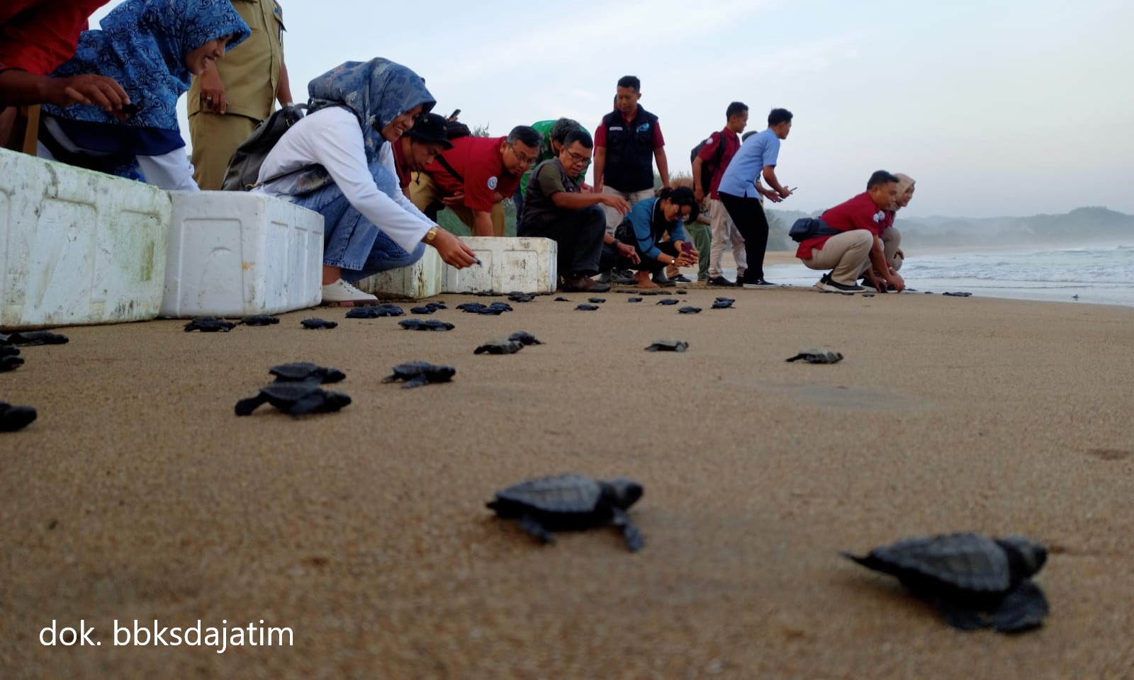 Melepaskan Penyu, Melestarikan Habitatnya