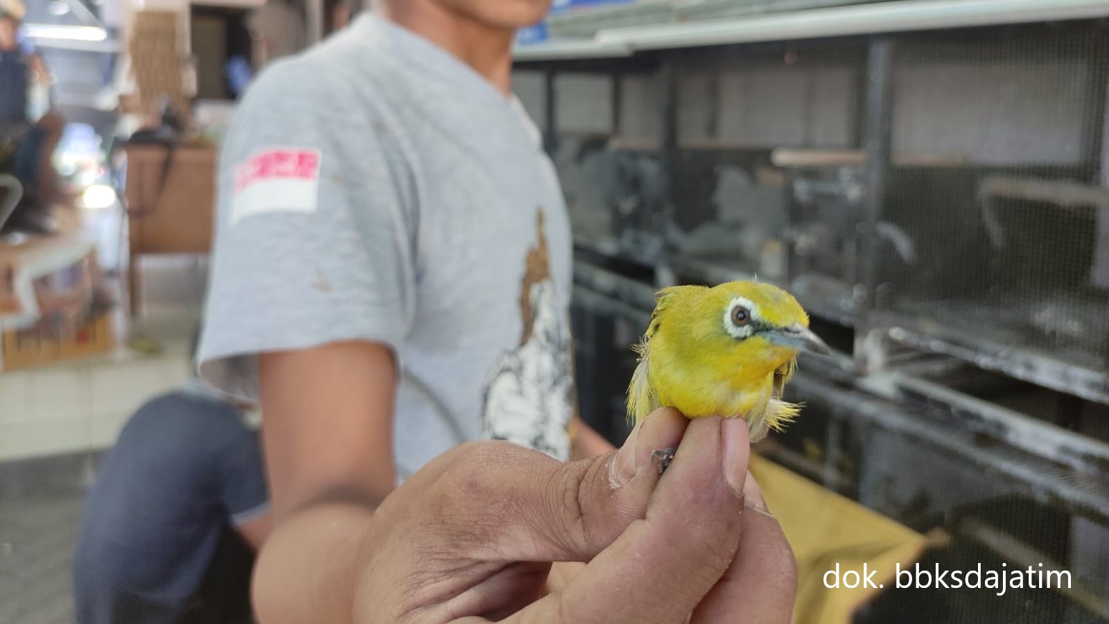 Penyelundupan Ratusan Burung Berhasil Digagalkan