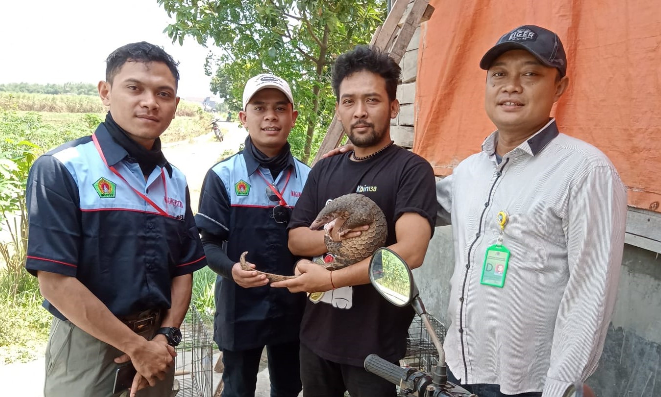 Seekor Trenggiling Dievakuasi Untuk Dilepasliarkan di Kediri