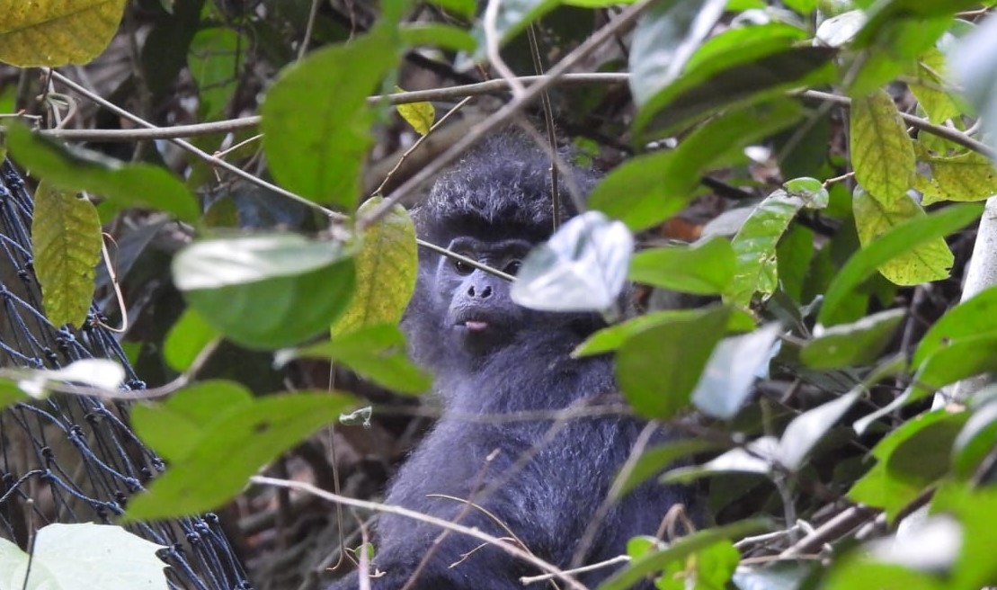 Lutung Jawa Kembali ke Rimba Nusa Barung