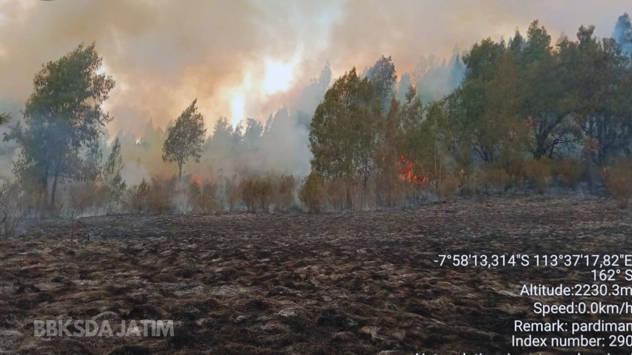 Argopuro Terbakar, Pendakian Ditutup