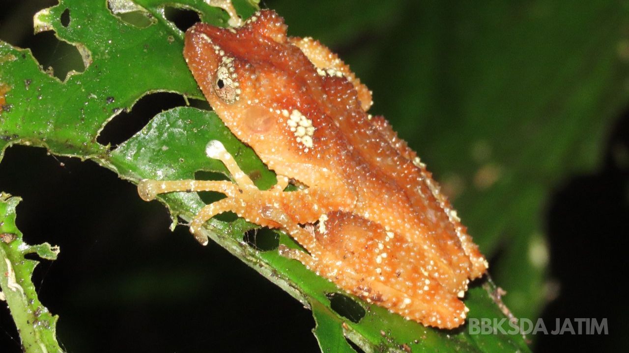 Summer Camp 2023 : Katak Pohon Mutiara Kembali Dijumpai