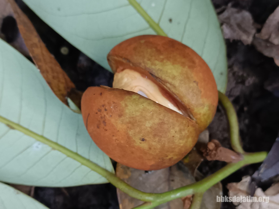 Summer Camp 2023 Ungkap Pala Hutan Ada di Gunung Picis, Jawa Timur