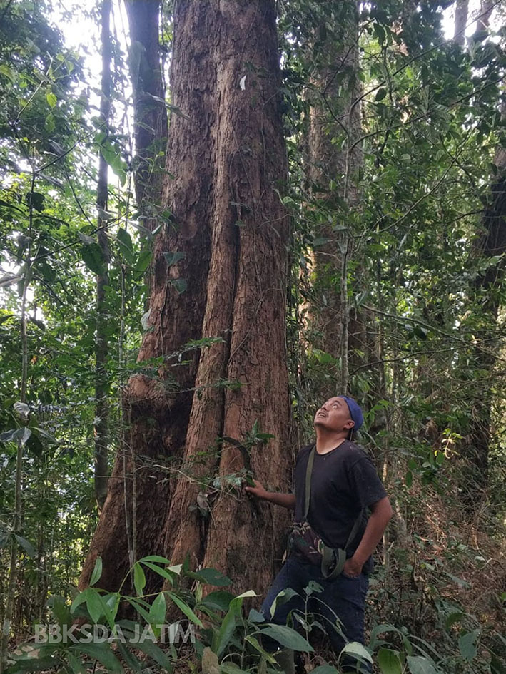Wow, Pelahlar Ditemukan di Cagar Alam Gunung Sigogor