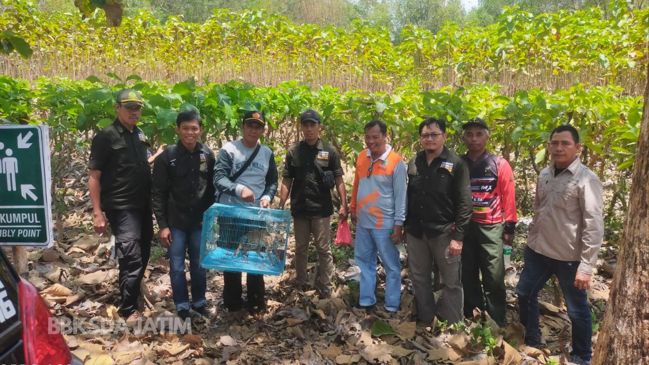 Seekor Kucing Kuwuk Dilepasliarkan di Madura