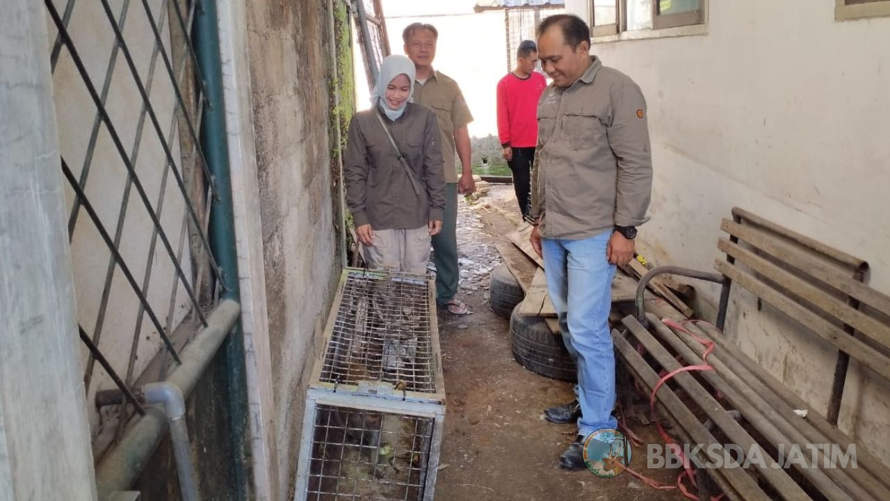 Terindikasi Rabies, BBKSDA Jatim dan Instansi Terkait Segera Observasi Satwa Konflik