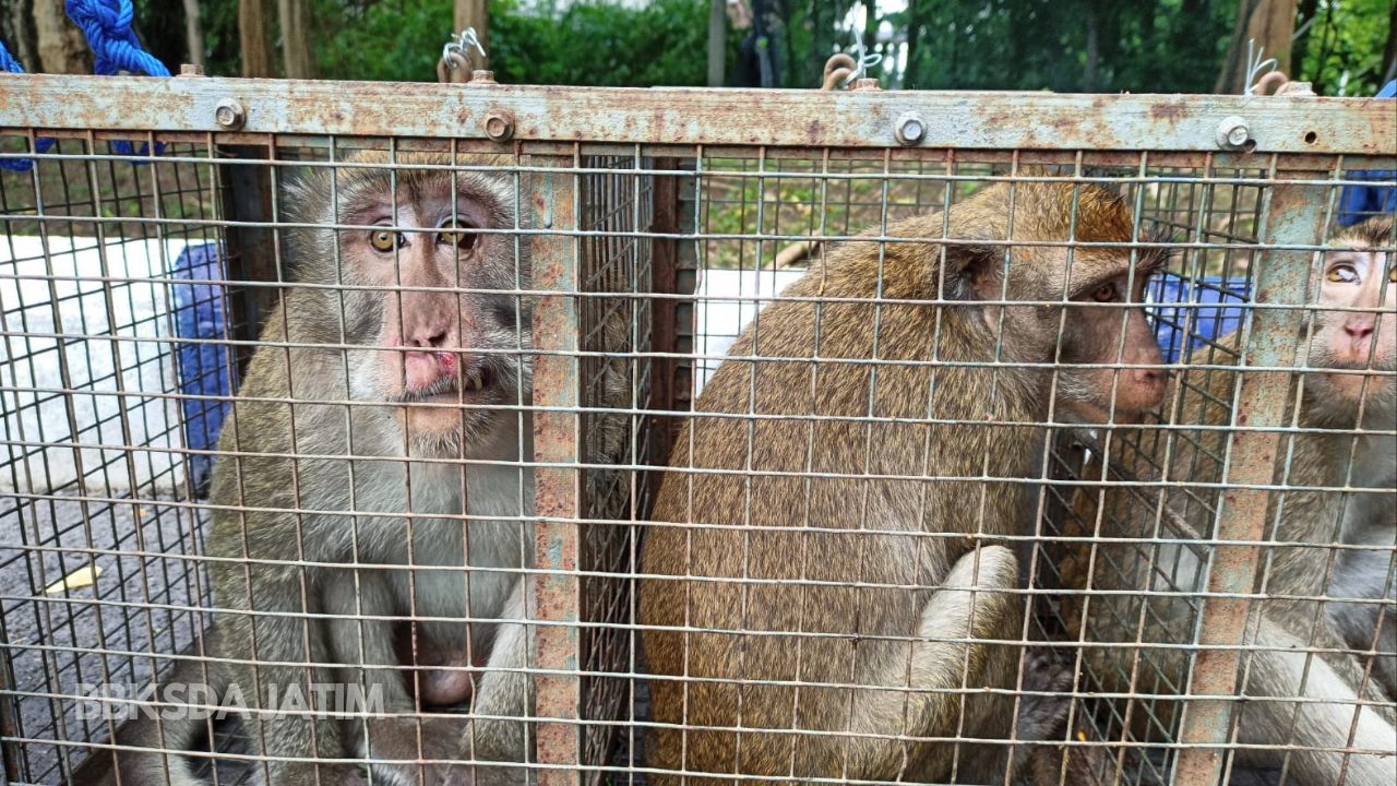 Membahayakan, BBKSDA Jatim Tangkap Puluhan Monyet di Lanud Iswahjudi
