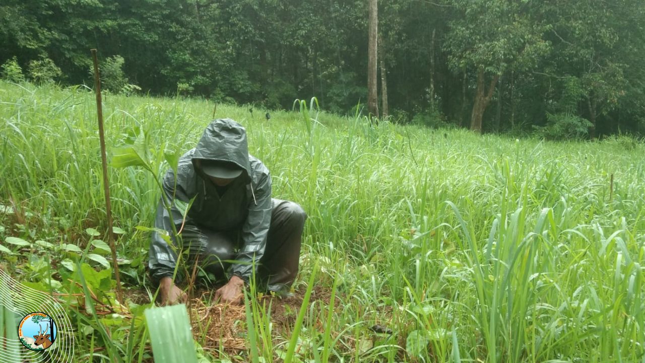 Hasil Pemulihan Ekosistem di Suaka Alam Pulau Bawean Nyaris 100%