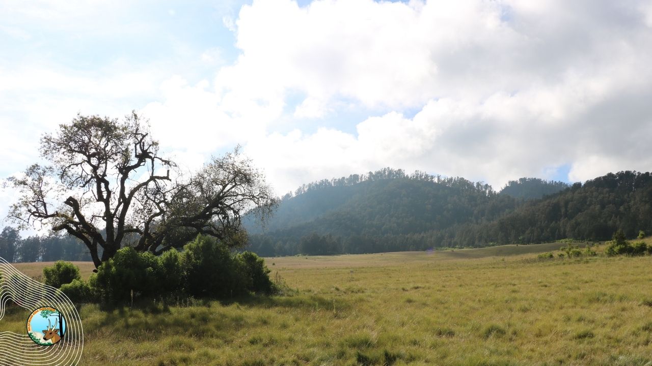 Gunung Argopuro Segera Dibuka