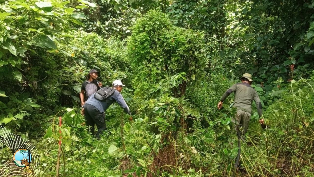 Patroli Cagar Alam Manggis Gadungan, Berjumpa Pala Jawa
