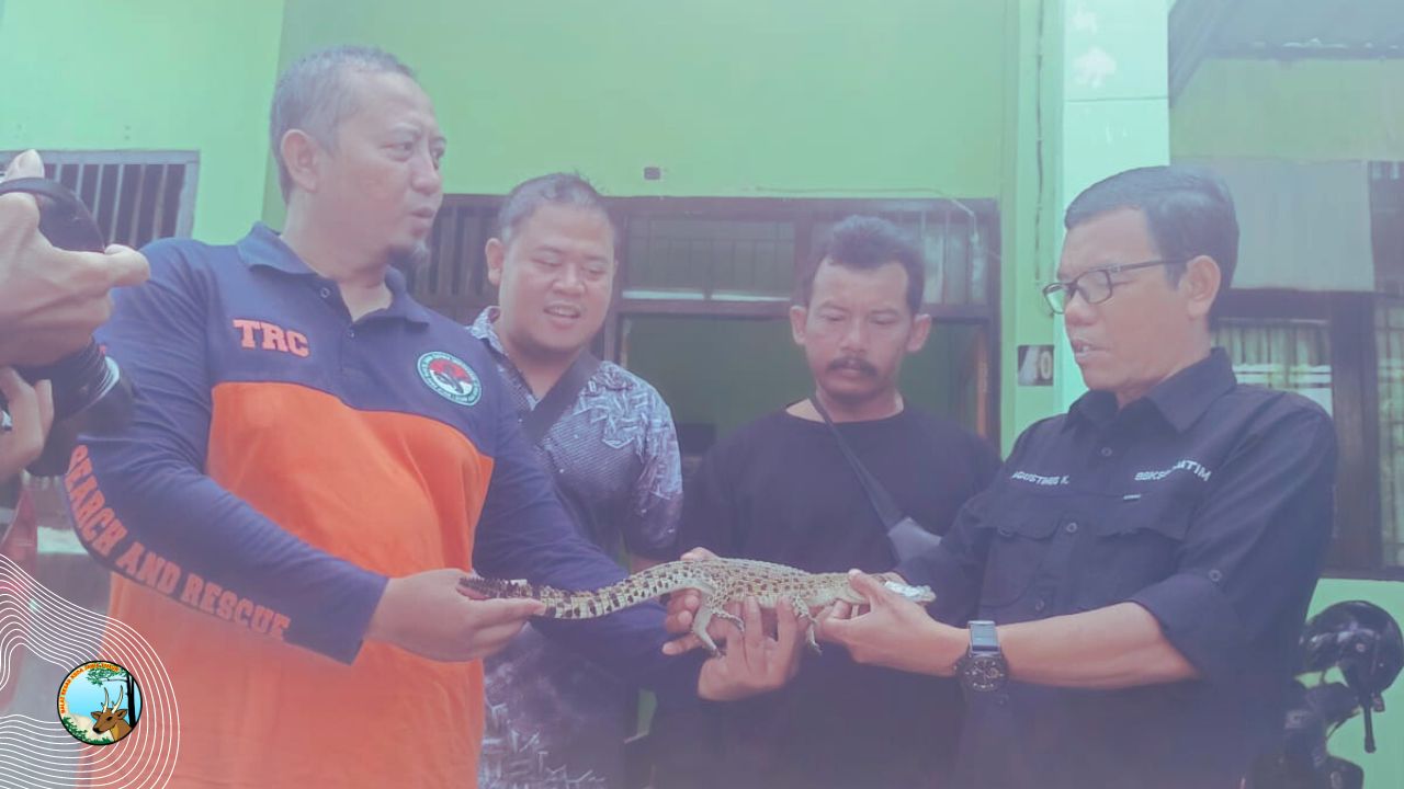 Warga Golan Serahkan Buaya Muara ke BBKSDA Jatim