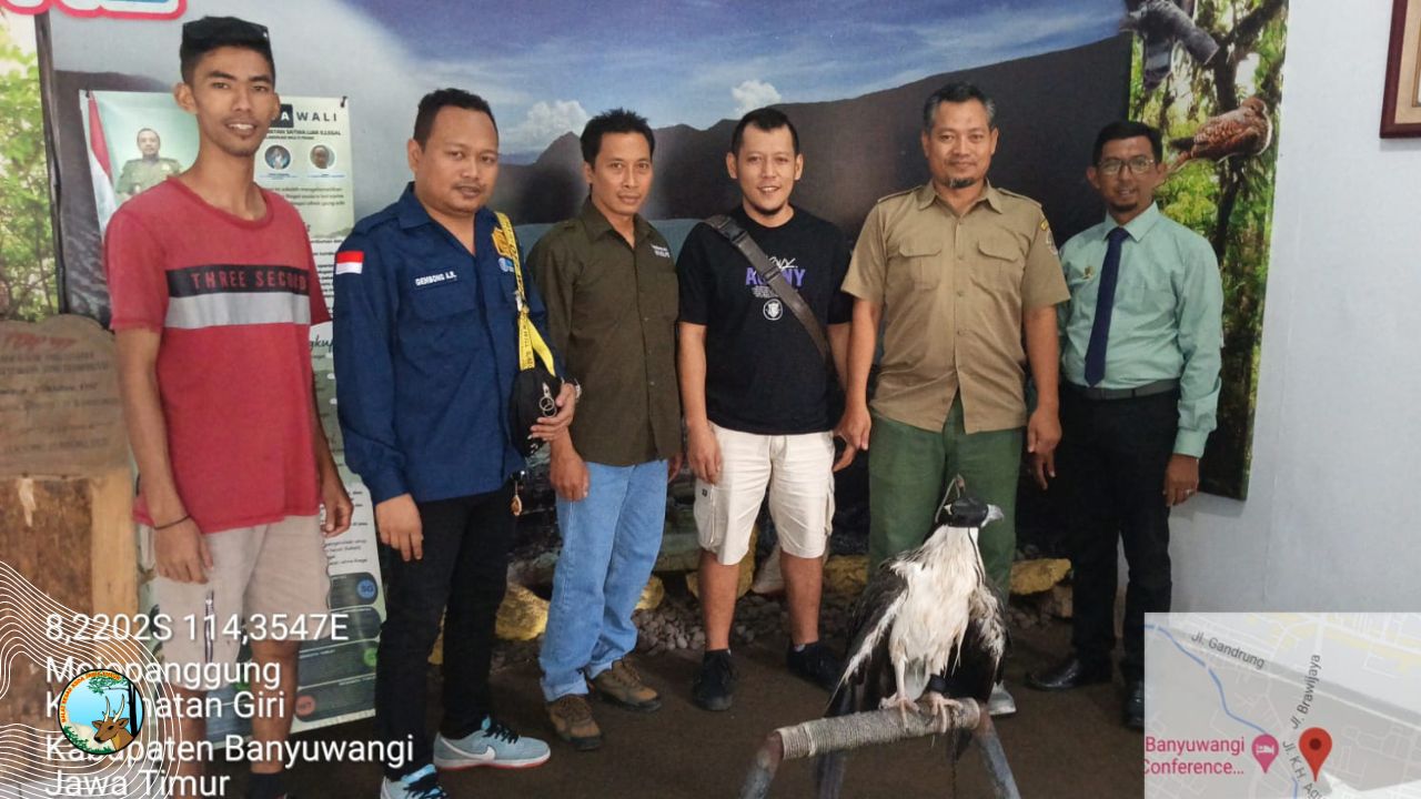 Enggal Warga Krajan Serahkan Elang Laut