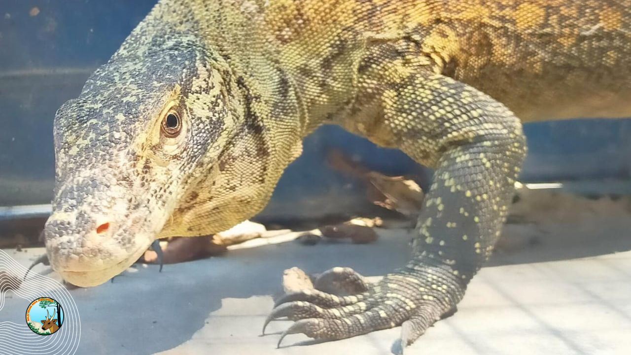 Terkuak, Asal Komodo di Kandang Transit WRU BBKSDA Jatim