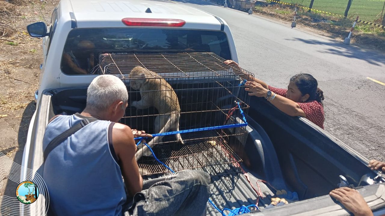 Dikhawatirkan Menyerang Warga, BBKSDA Jatim Evakuasi Monyet di Situbondo