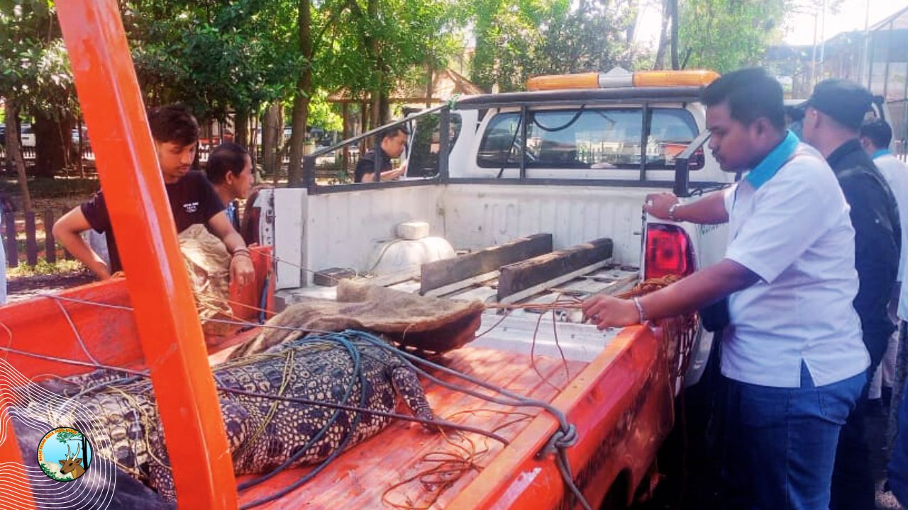 BBKSDA Jatim Evakuasi Buaya Muara Sepanjang 2,5 Meter