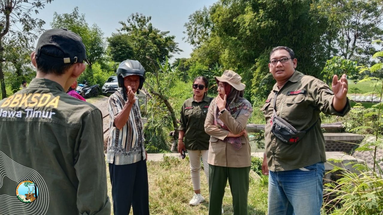 Penemuan Buaya di Saluran Air, BBKSDA Jatim Lakukan Ini