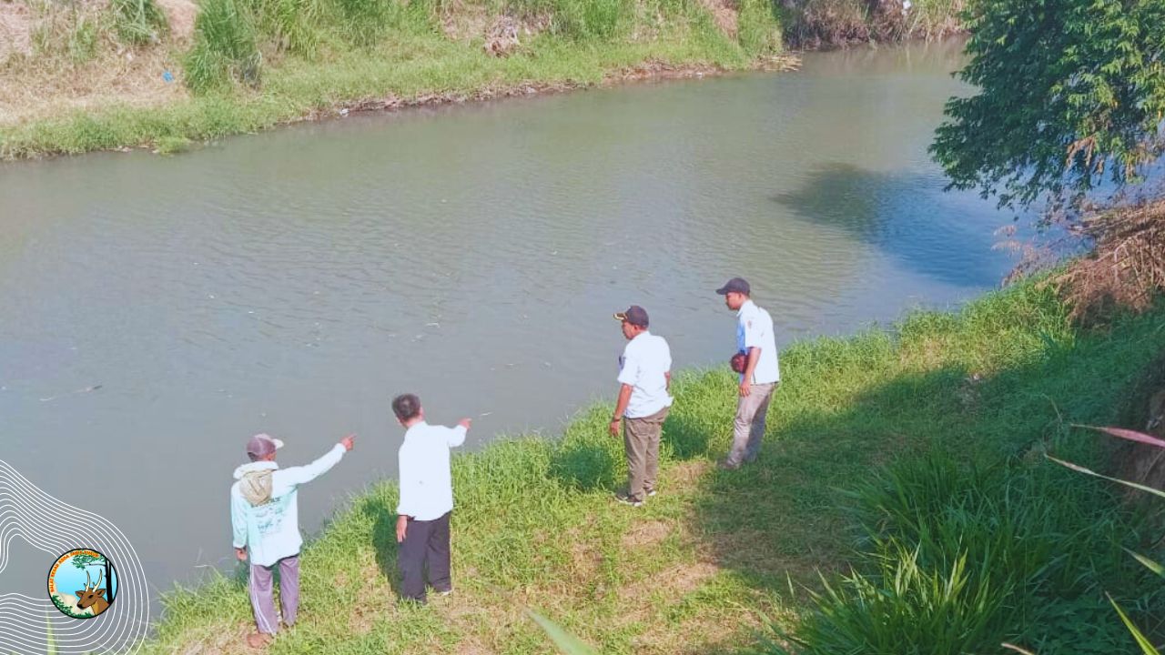 Lagi, Buaya Muara Muncul Di Kencong, BBKSDA Jatim Periksa Lokasinya