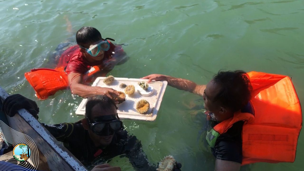 BBKSDA Jatim Tanam Terumbu Karang di Gili Labak