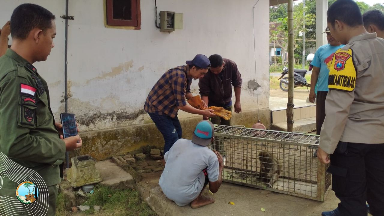 Kembali, Satwa Monyet Dievakuasi