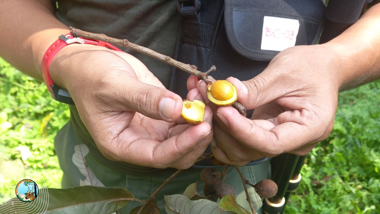 Patroli di Manggis, Bersua Buah Berdarah