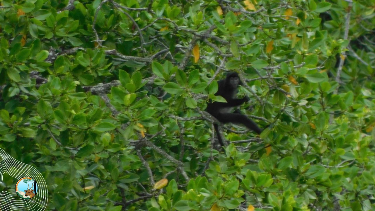 Bersama Aspinal, Lakukan Survei Lokasi Pelepasliaran Lutung