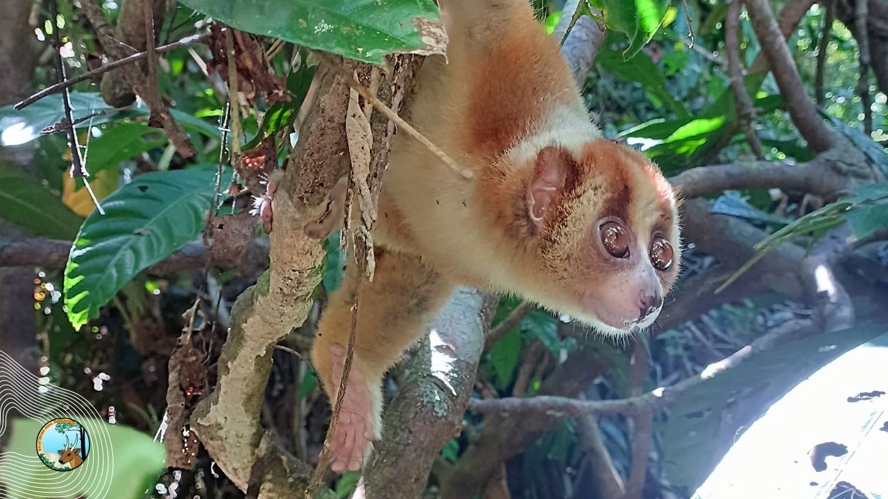BBKSDA Jawa Timur Lepasliarkan Puluhan Satwa di Hutan Malang Selatan