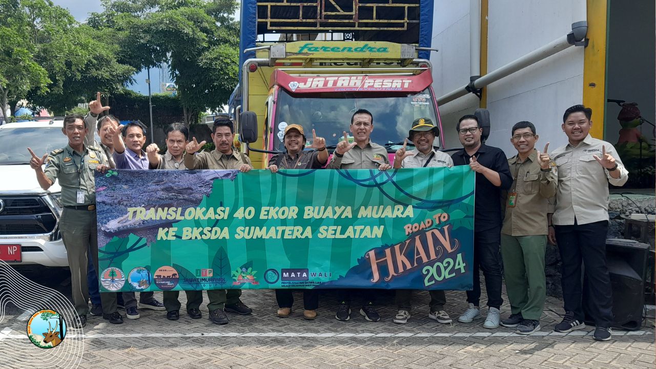 Road To HKAN 2024 BBKSDA Jawa Timur Translokasikan 40 ekor Buaya Muara ke BKSDA Sumatra Selatan