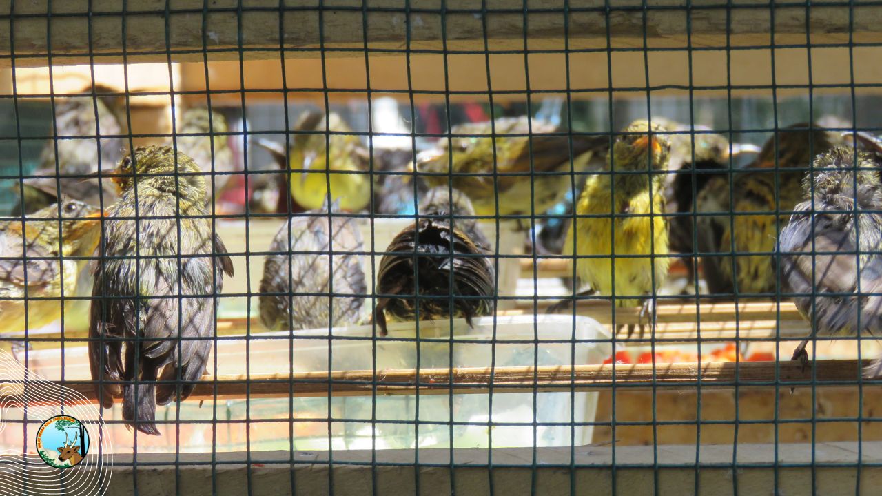 Bersama BKHIT Jawa Timur, BBKSDA Jatim  Lepasliarkan Ratusan Ekor Burung