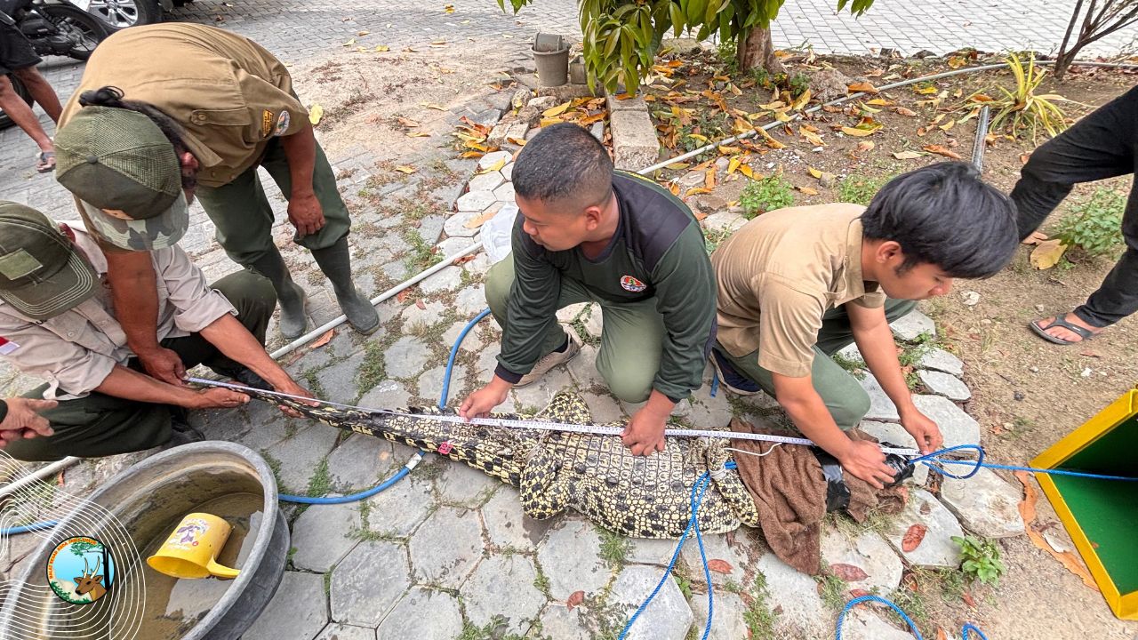 Gegara Memiliki Buaya, Warga Tuban Berurusan Dengan Hukum