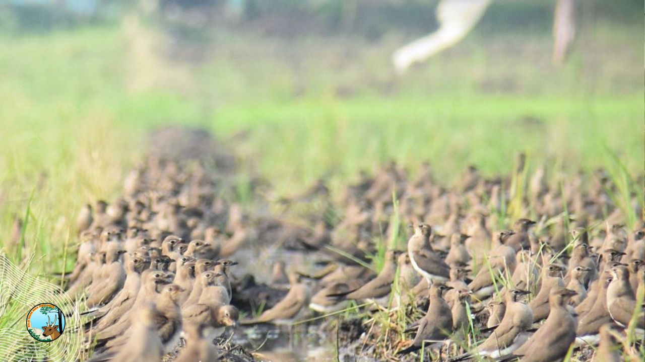 Menyambut Kunjungan Terik Asia