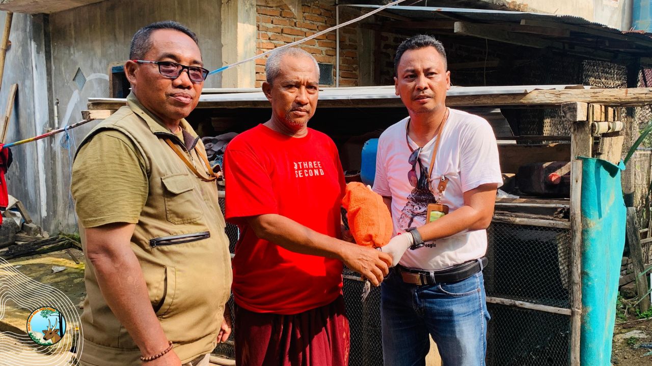 Elang Ular Bawean Jalani Rehabilitasi Di Bawean