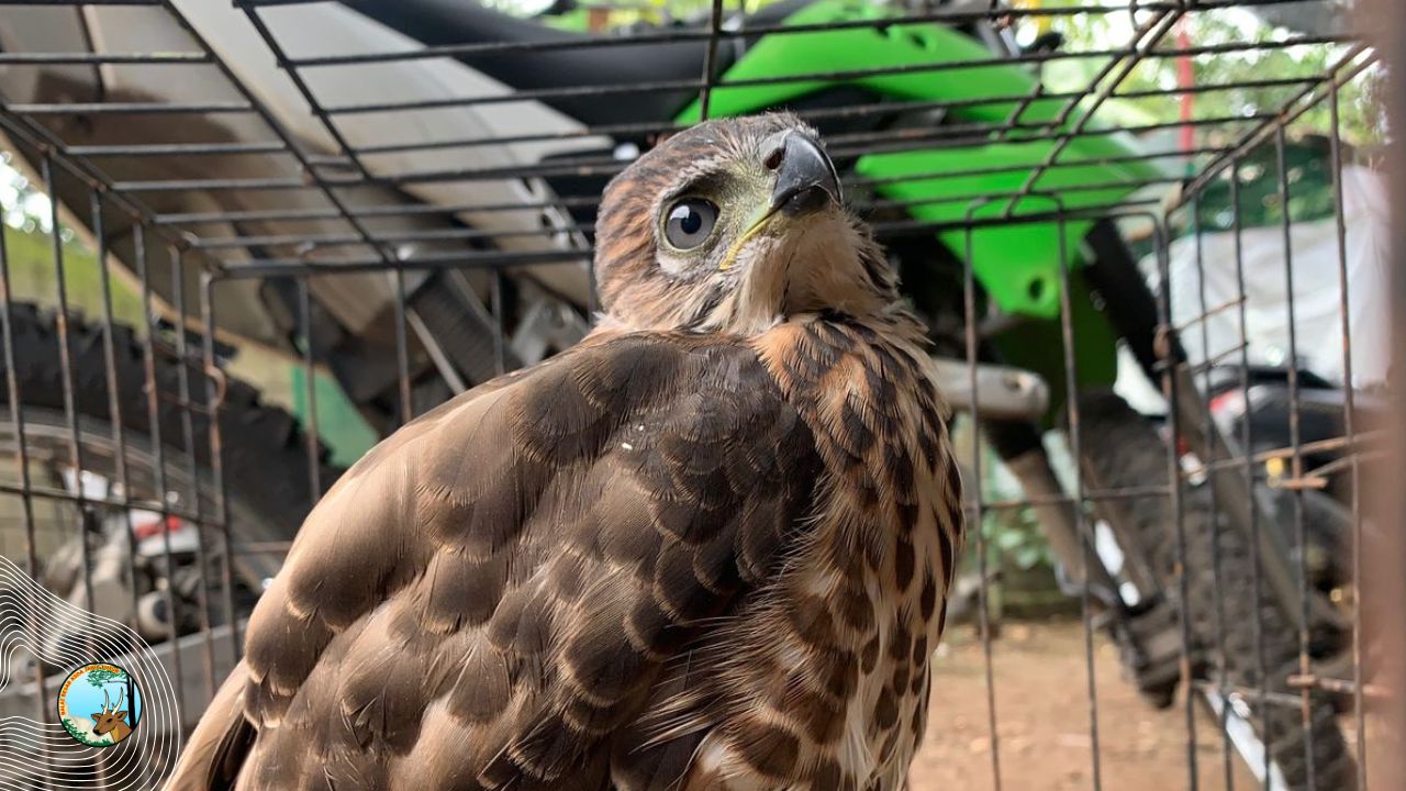 Penyerahan Elang-alap Jambul Di Kediri