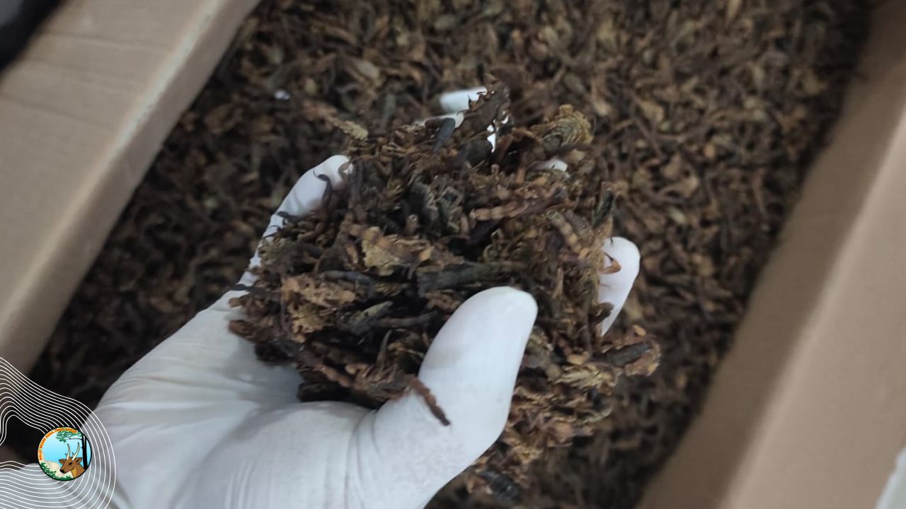 Membawa Satwa Liar Tanpa Dokumen, Dua Warga Surabaya Ditangkap Di Bandara Juanda