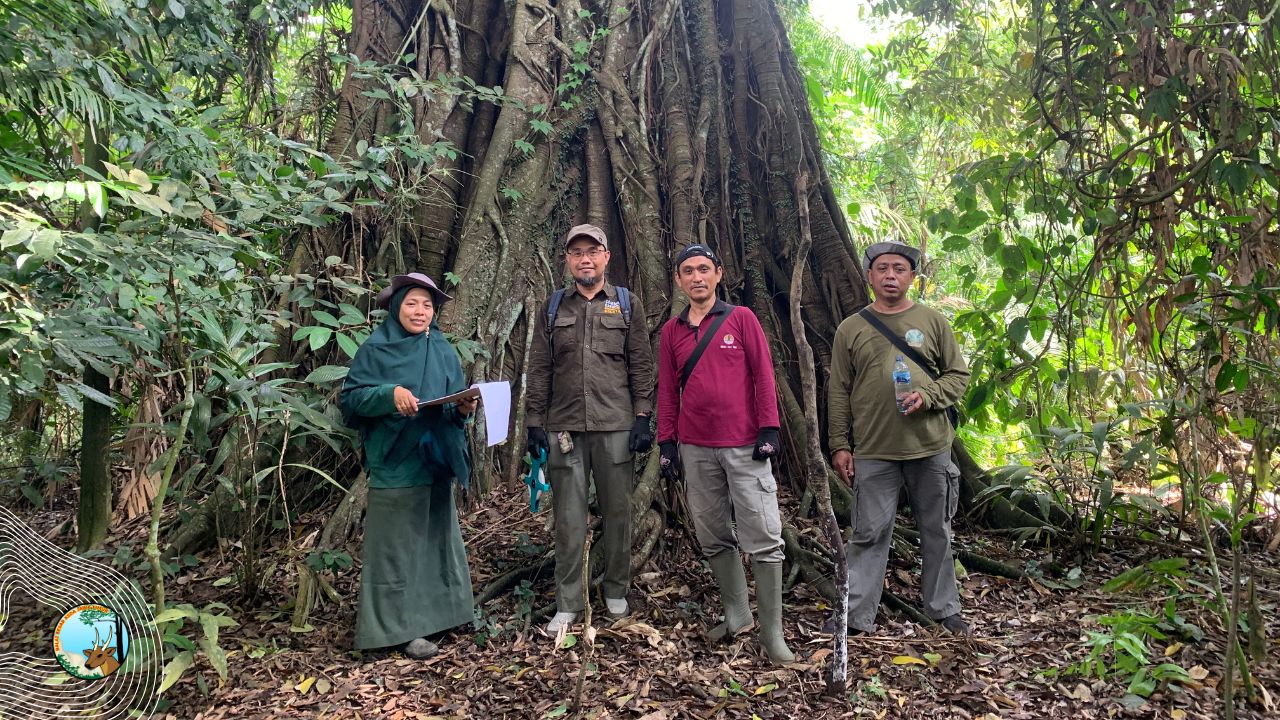 Cagar Alam Manggis Gadungan: Singgasana Ratu Ficus dan Keajaiban Konservasi Indonesia