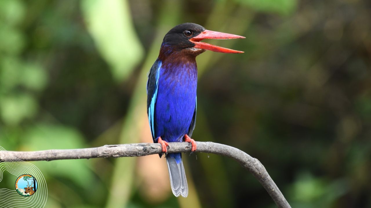 Si Paruh Merah Nan Berisik