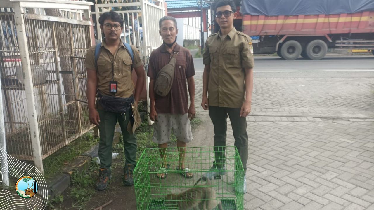 Penanganan Monyet Ekor Panjang Liar Di Desa Cangkir: Langkah Bbksda Jawa Timur Jaga Harmoni Alam