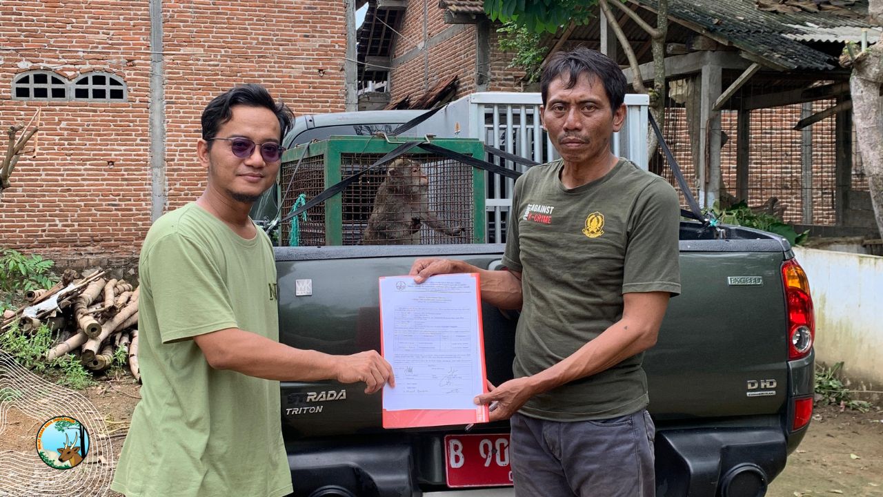 Dua Primata Beda Status Perlindungan Diserahkan Sukarela