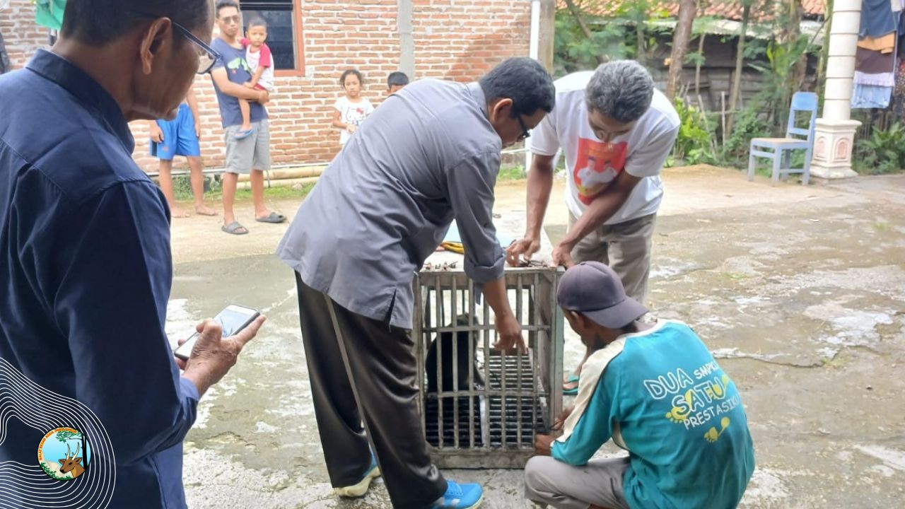 Mengakhiri Derita Atraksi Topeng Monyet di Madiun