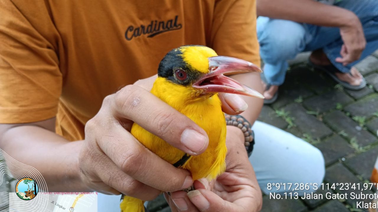 Kembali, 173 Ekor Burung Selundupan Diamankan