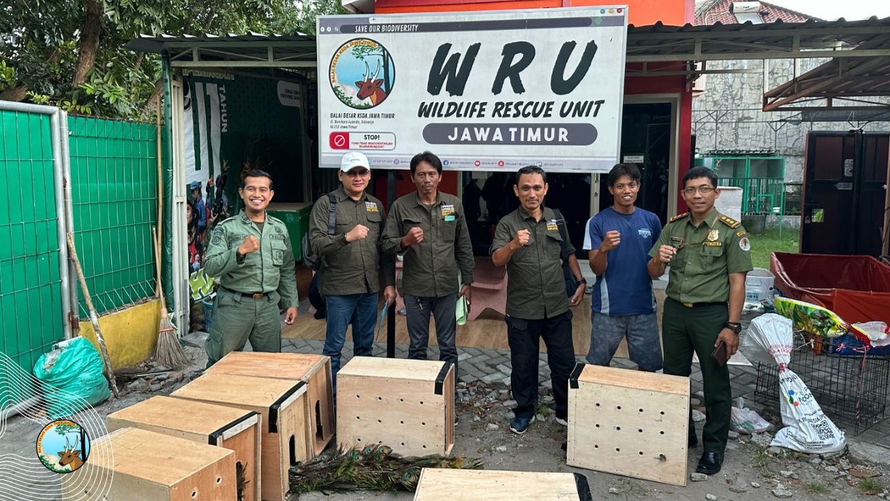 42 Satwa Diselamatkan Seksi KSDA Wilayah I Kediri Selama 2024