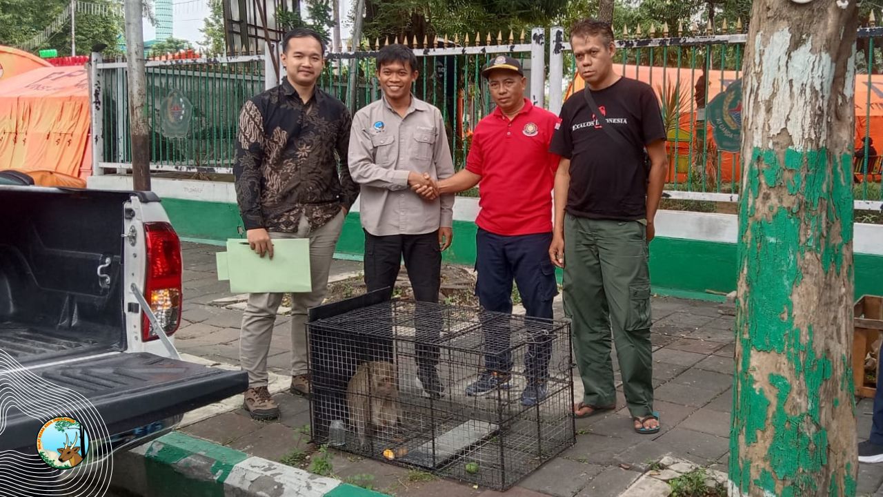 Sempat Lukai Warga di Pamekasan, Monyet Ekor Panjang diamankan Tim Matawali