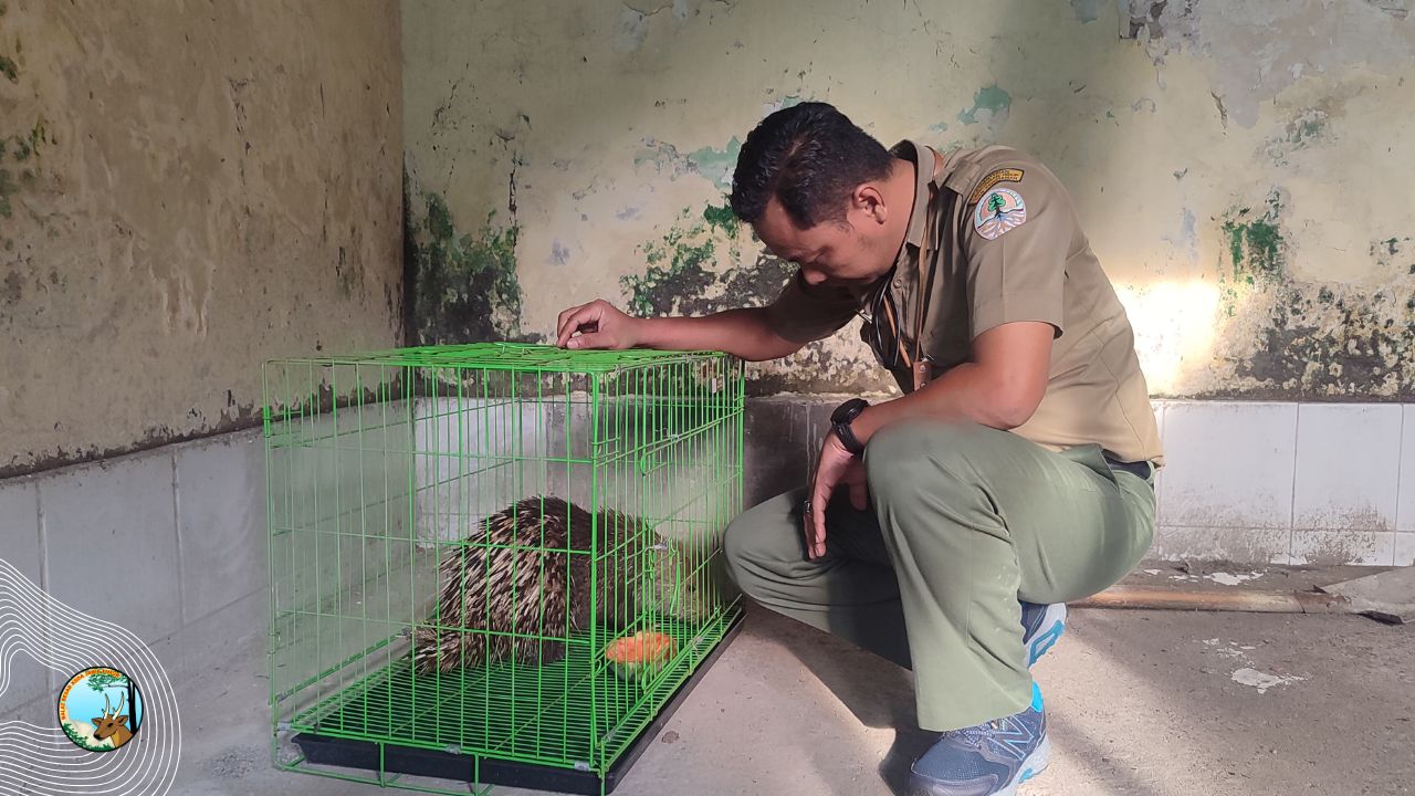 Penyelamatan Landak Jawa di Surabaya: Ketika Kepedulian Mengalahkan Ancaman