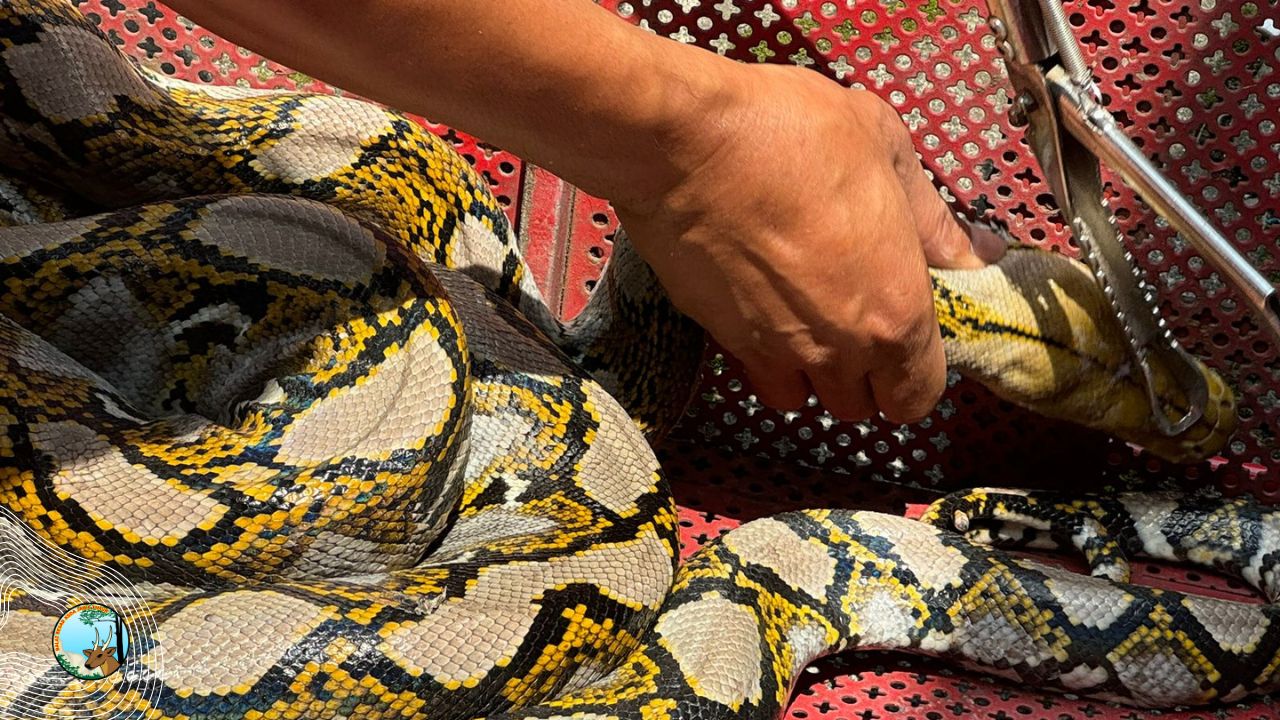 Tiga Ular Sanca Kembang Diserahkan ke BBKSDA Jawa Timur: Upaya Mitigasi Konflik Satwa di Banyuwangi