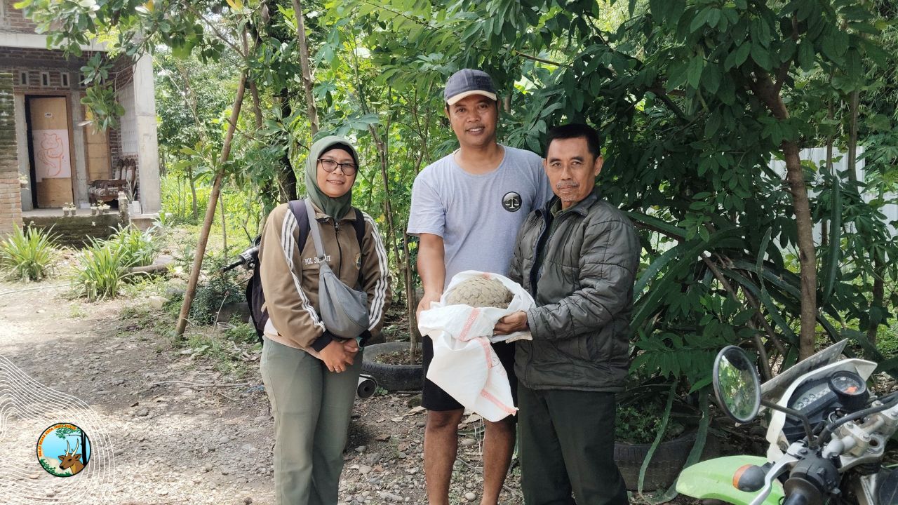 Terseret Arus Sungai, Trenggiling Berhasil Diselamatkan dan Dikembalikan ke Alam