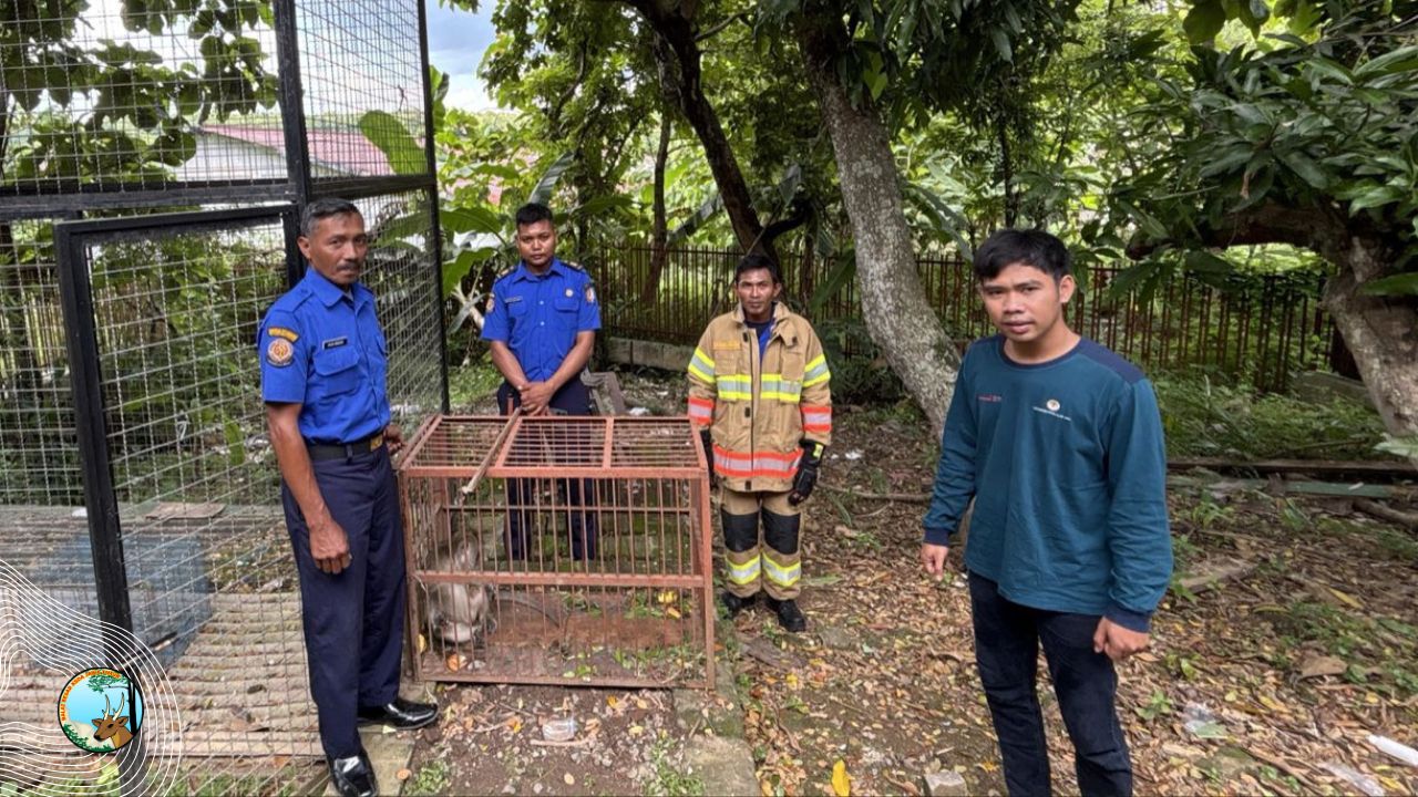 Evakuasi Monyet Ekor Panjang dari Pemeliharaan Warga di Bojonegoro