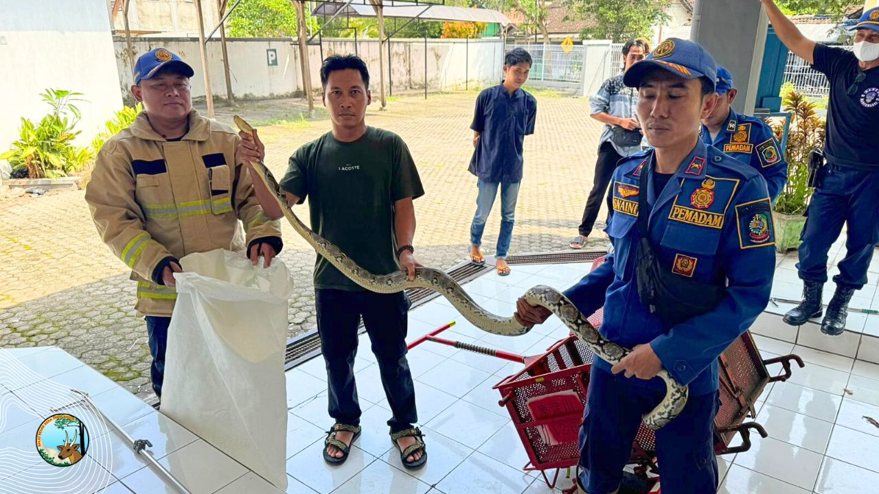 Petugas Damkar Banyuwangi Serahkan Ular Sanca Kembang ke BBKSDA Jawa Timur
